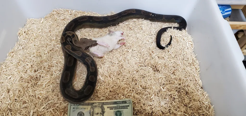 python 3