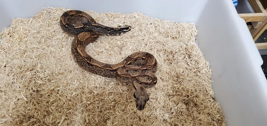 python