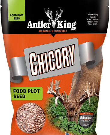 ANTLER KING CHICORY 1# BAG - PERENNIAL 1/4 ACRE