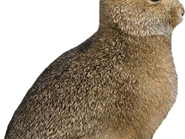 Montana Decoy Co Miss Hoptober Decoy