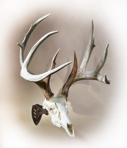 SKULL HOOKER LITTLE HOOKER - GRAPHITE BLACK - Image 2